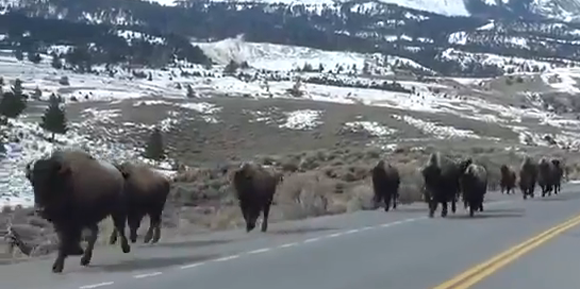 Les bisons fuient le parc du Yellowstone. Une activité volcanique dangereuse est-elle en cause? (Capture Youtube)