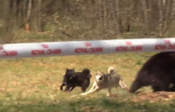 Royal Canin, sponsor d'un combat entre chien et ours en avril 2013. (Capture d'écran)