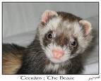 Le Furet