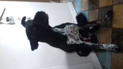 Johnpit