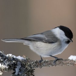 La mésange