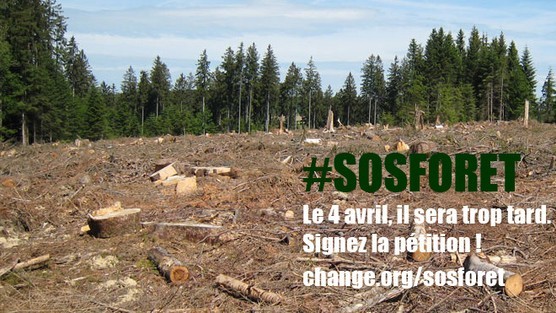 #SOSForêt : 30 jours pour sauver la forêt française !